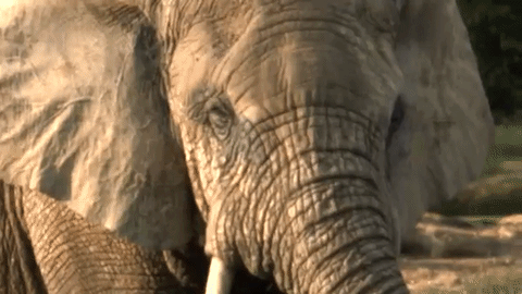The Life and Death of Elephants with Glenn Close
